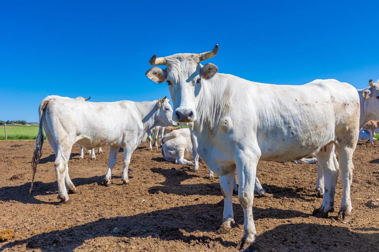 Agriturismo Gli Etruschi Populonia Kültér fotó