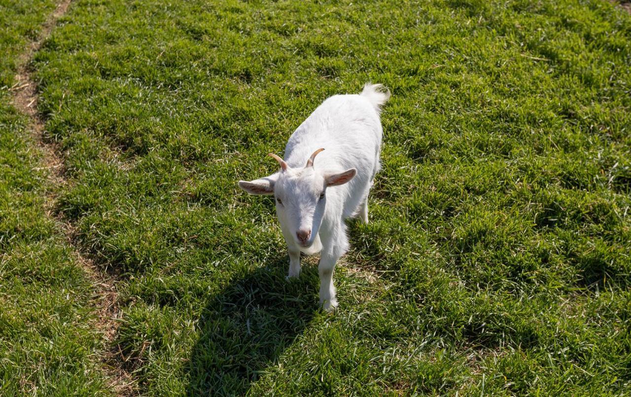 Agriturismo Gli Etruschi Populonia Kültér fotó